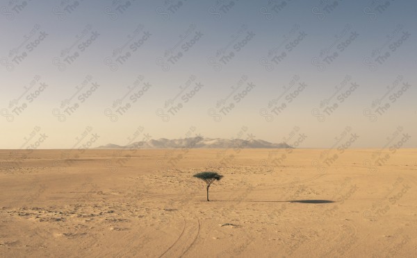 A shot of a green tree in the middle of one of the deserts of Saudi Arabia, showing a clear sky, a landscape, golden sands.