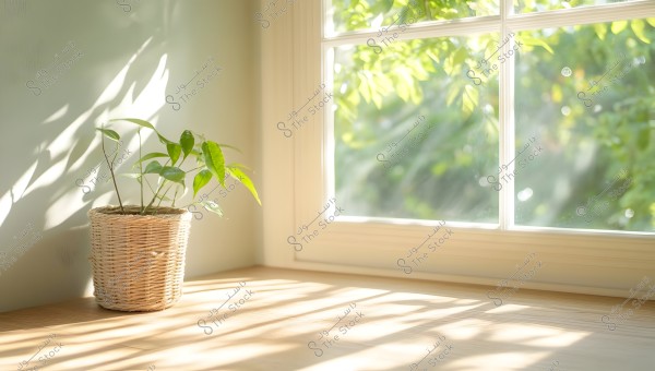 A green plant in a wicker pot placed on a wooden surface near a large window. Natural light streams through the window, casting beautiful shadows on the surface and wall. The view outside the window shows green foliage illuminated by sunlight.