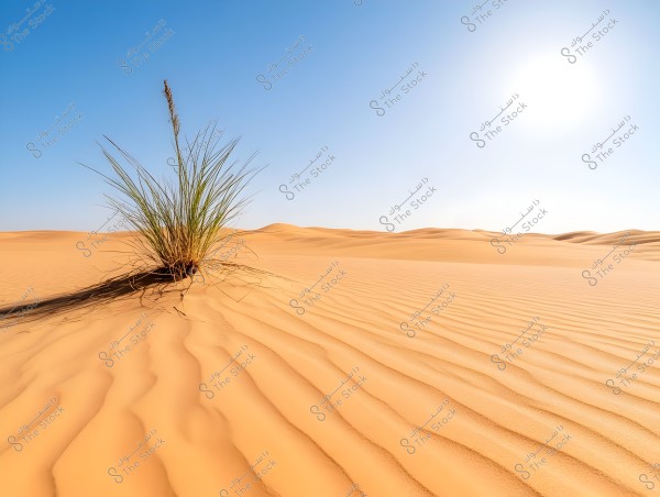 Image of a vast desert under a clear blue sky. Smooth sand dunes stretch into the distant horizon, with a single green plant growing in the foreground. The sun illuminates the scene, highlighting the texture of the sand.