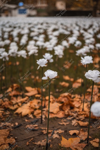 A field of white artificial flowers in a meadow covered with dry autumn leaves.