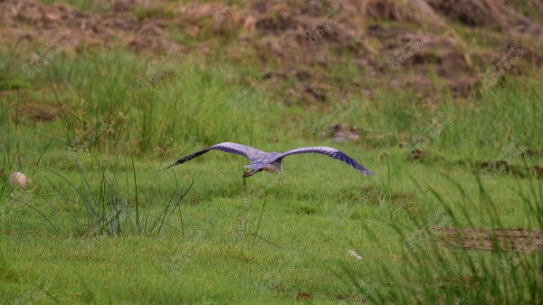 A large bird with gray and purple wings soaring above a green field with tall grass. The bird appears to be mid-flight with a blurred background of vegetation in a rural area.