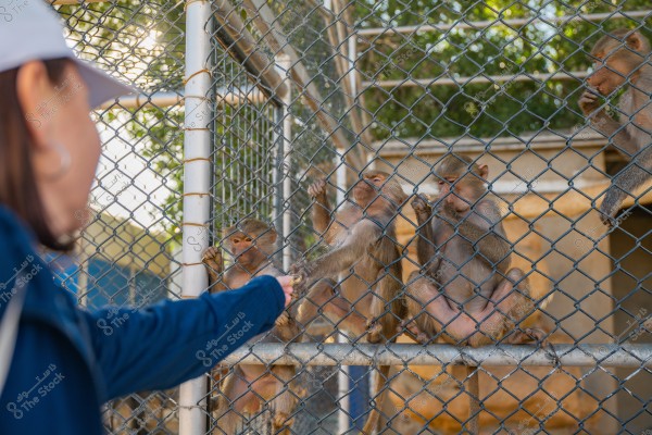 A woman wearing blue clothing and a white hat is feeding three small monkeys behind a metal fence in a zoo. The monkeys grasp the fence with their paws while looking towards the woman. The background shows trees and buildings.