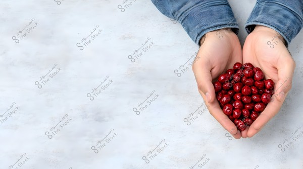Two hands cupping a collection of shiny red berries. The person is wearing a light blue denim shirt. The background is a smooth white surface.