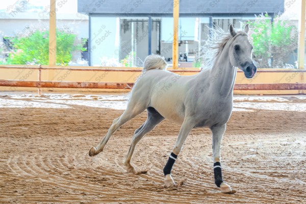 لقطة لخيل عربي بلون الابيض بأسطبل نهارًا ، سباقات الخيل ، جمال خيل العربي ، قفز الحواجز .