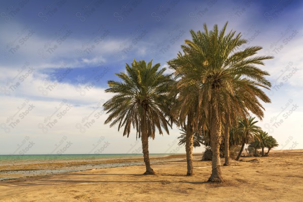 لقطة لشاطئ العقير بمدينة الاحساء والسماء تظهر ملبدة بالغيوم، معالم سياحيه في السعودي