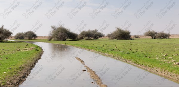 لقطة لمناظر انهار في الصمان في وسط السعودية، مجموعة من الاشجار الخضراء .