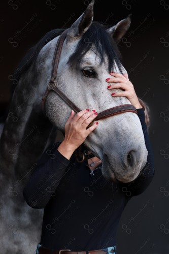 لقطه مقربة لفتاة تمسك الخيل العربي الاصيل ابيض اللون، تربية وتدريب الخيول، إسطبل الأحصنة.