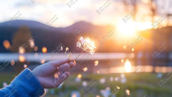 A hand holding a small white flower against the backdrop of a sunset. The background is blurred with sunlight reflecting off a body of water and distant hills. The scene shows a soft bokeh effect, adding a sense of hope and serenity.