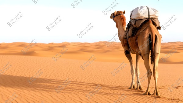 The image shows a camel standing in the desert with a large load strapped to its back. Golden sand stretches around it with small sand dunes on the horizon. The sky is clear and blue, indicating sunny weather in the desert.
