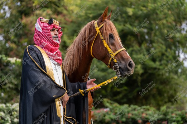 An image of a man in traditional Saudi attire standing beside a brown horse. The man is wearing a black bisht, a white thobe, and a red and white checkered shemagh with a black agal. The horse is held with a yellow rope. The background features green trees and plants.