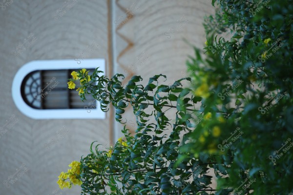 A rectangular white window with a semi-circular decorative pattern at the top on a clay wall with geometric slanted lines. In front of the wall, there are branches of a shrub full of green leaves and bright yellow flowers.
