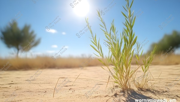 A green plant growing in a sandy desert under a sunny blue sky, with blurred trees in the background.