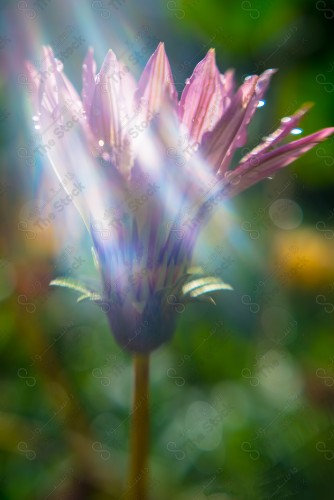 A close-up of a violet flower in a garden showing drops of water, nature