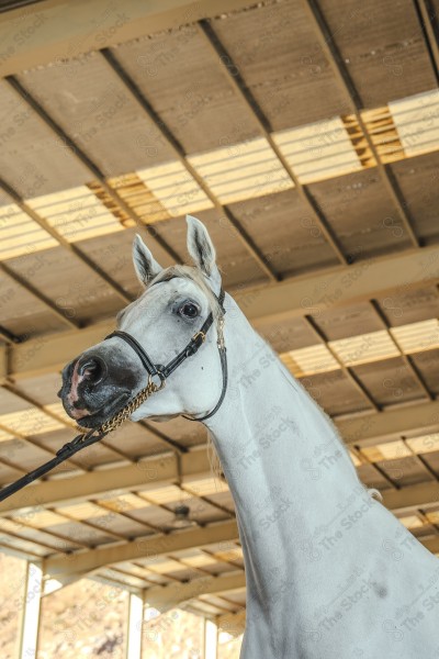 لقطة لخيل عربي بلون الابيض بأسطبل نهارًا ، سباقات الخيل ، جمال خيل العربي ، قفز الحواجز .