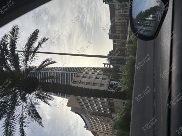 ابراج الرياض لا تخلي من النخيل