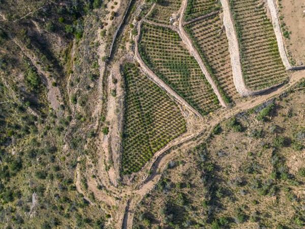 Aerial shot of a series of flower farms and green areas in Dhaka Mountain in Al Shafa, trees, forests, plateaus, nature, Saudi Arabia.