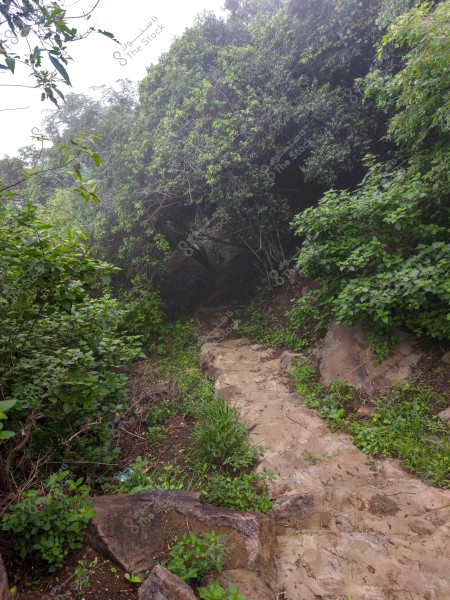 An image of a natural path surrounded by dense green trees and shrubs. The path appears unpaved and winds through rocks and wild plants beneath the canopy of large trees. The atmosphere is foggy, giving an impression of a peaceful, nature-enveloped setting.