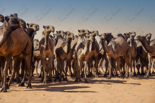 قطيع من الإبل في الصحراء وتظهر السماء صافية نهارًا