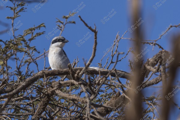A bird perched on a branch of a dry tree with a clear blue sky background. The bird is white with a gray face and black markings on its head and wings. The branches are surrounded by sparse leaves.