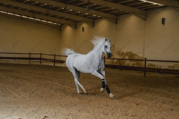 لقطة لخيل عربي بلون الابيض بأسطبل نهارًا ، سباقات الخيل ، جمال خيل العربي ، قفز الحواجز .