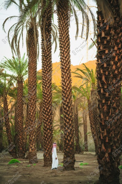 رجل يرتدي ثوبًا أبيض وغترة حمراء يمشي بين نخيل طويل في واحة صحراوية. تظهر خلفية الصورة تلال رملية وتحت سماء صافية, مما يعطي انطباعًا بموقع صحراوي, ربما في السعودية.