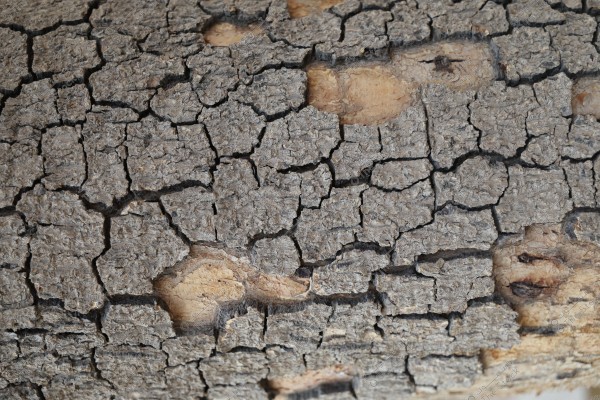 A close-up image of a section of dry, cracked tree bark. The bark is light brown in color with a rough texture and deep cracks, revealing some lighter brown inner parts. The appearance gives a sense of age and dryness.