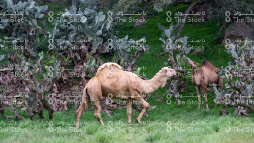 مجموعة من الجمال يتناولون الأعشاب في احدى الغابات الخضراء جنوب المملكة العربية السعودية