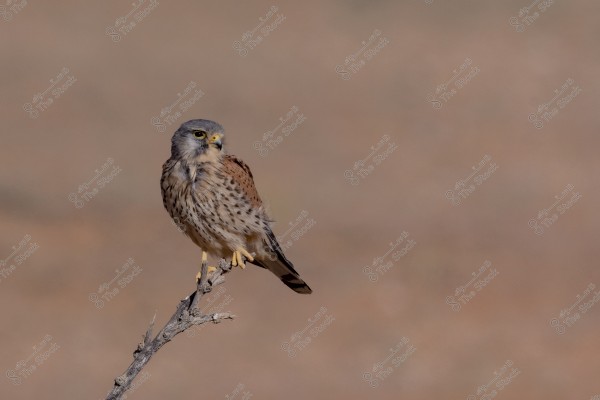 An image of a small bird of prey perched on a dry branch. The bird has speckled brown plumage on its body and a grey head. The background is blurred with a natural brown color, making the bird stand out in the center of the image.