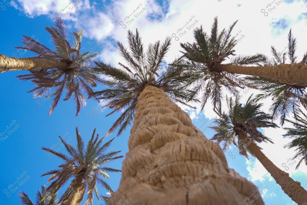 صورة تشير إلى عدد من أشجار النخيل تم تصويرها من الأسفل بحيث تظهر جذوعها الكبيرة تمتد نحو السماء. السماء زرقاء وتتخللها بعض السحب البيضاء الرقيقة. المنظور يعطي تأثيرًا دراميًا حيث تبدو أشجار النخيل وكأنها تتقارب نحو مركز الصورة.