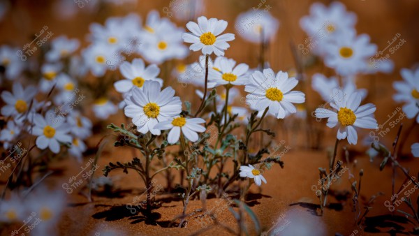 An image showing small white flowers growing in a desert with a brown sandy ground. The flowers have white petals and distinctive yellow centers, with a cluster of flowers in the background adding a natural and serene touch to the scene.