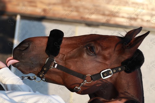 لقطه مقربة لخيل لعربي اصيل بني اللون، تربية وتدريب الخيول، إسطبل الأحصنة.