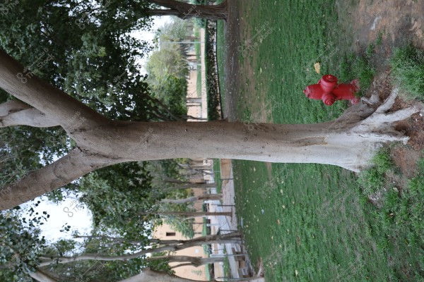 An image of a public park featuring large trees with green leaves, alongside a red fire hydrant positioned next to a tree trunk. The ground is covered with lush green grass, and there is a paved path in the background with some distant buildings.