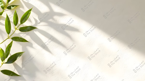 An image showing a branch of bright green leaves extending to the left on a smooth white wall background. The shadows of the leaves fall on the wall, providing depth and aesthetics to the image with natural light effects.