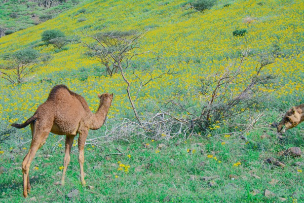 لقطة لمجموعة زهور صفراء زاهية اللون ومن حولها الابل تتغذى عليها في احد مناطق السعودية, الطبيعة بالسعودية، تربية الابل، سفينة الصحراء.