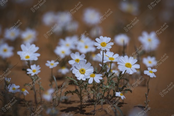 The image shows a cluster of small white daisies blooming in a desert area. The daisies have yellow centers surrounded by pure white petals, and the scene is set against a dark sandy ground. There is a blurred focus in the background showcasing more flowers and the sandy texture.