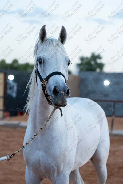 صورة لخيل عربي أصيل أبيض اللون في احد الإسطبلات، تربية وتدريب الخيول ، الخيل العربي الأصيل.