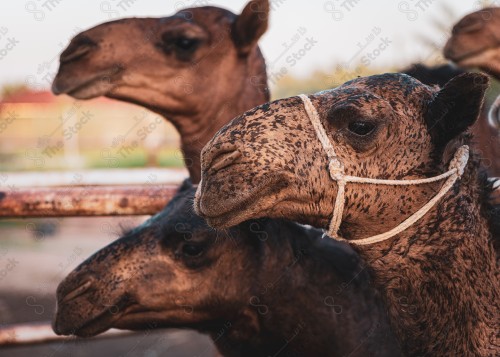 صورة جمال في احد المزارع ، جمال ينظرون الى العدسة