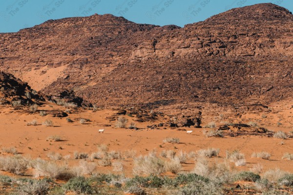 لقطة لحيوان الوعل البري في محمية الطبيق الطبيعية في السعودية، المناطق الصحراوية، الطبيعة الصحراوية، محمية طبيعية، محمية برية