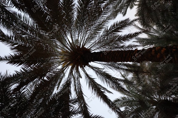 An image showing a tall palm tree viewed from below, with the fronds extending radially towards the bright sky. The palm tree appears strong and sturdy, with its long leaves swaying in different directions.
