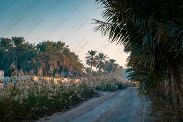 لقطة لطريق وبجانبه مجموعه من المزارع والاشجار وتبدو السماء صافية نهارًا، الطبيعه في السعوديه