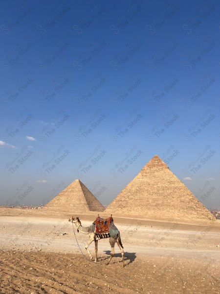 Camel in the Egyptian pyramids