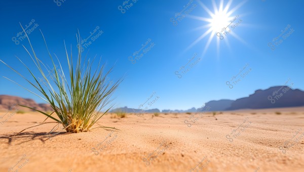 A desert scene showing a green plant growing in the sand under a clear blue sky. The sun shines brightly above, with the silhouette of mountains visible on the distant horizon.