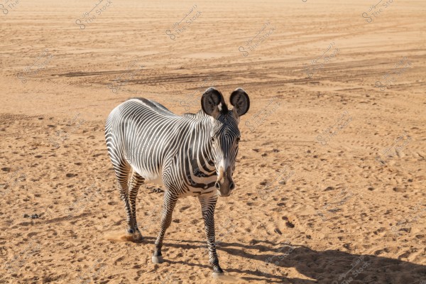 The image shows a single zebra walking on sand in a desert landscape. The zebra has distinctive black and white stripes and is walking towards the camera, with the sandy background filling the entire image.