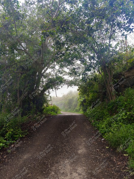 A dirt road running through a forest, surrounded by dense trees on both sides, seemingly leading to a distant place in the mist, adding a mysterious and tranquil atmosphere to the scene. Thick green plants cover both sides.
