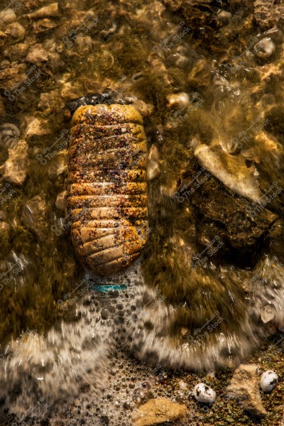 Image of a plastic bottle lying on the ground among small rocks and pebbles. The surrounding rippling water shows motion with bubbles, and algae cover parts of the bottle, indicating it has been there for some time. The background is a texture of small rocks and various underwater plants.