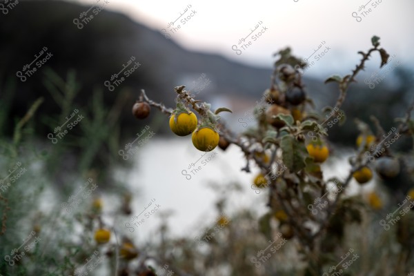 The image showcases a wild plant with small round fruits in shades of yellow to brown. The branches have thorns and light green leaves. The background is blurred, revealing natural terrain and distant mountains under a cloudy sky.
