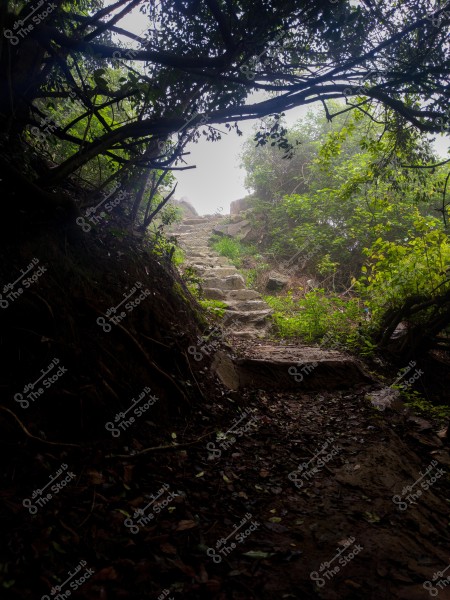A narrow stone path ascends between dense trees in a shaded forest. Sunlight peaks through the top of the path, illuminating the lush green trees and thick leaves surrounding it. The stone steps are damp and covered with a layer of fallen and scattered leaves.