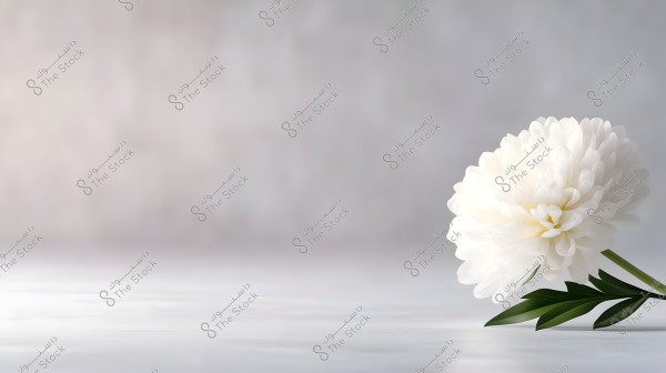 A beautiful white flower with delicate, soft petals placed against a blurry gray background. The glossy green leaves provide a lovely contrast to the pure white of the flower.