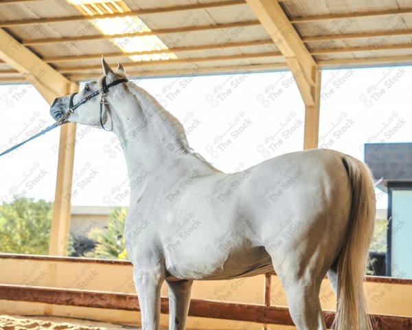 لقطة لخيل عربي بلون الابيض بأسطبل نهارًا ، سباقات الخيل ، جمال خيل العربي ، قفز الحواجز .