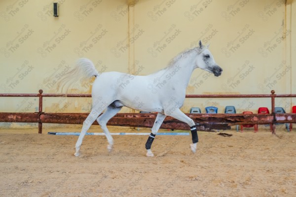 لقطة لخيل عربي بلون الابيض بأسطبل نهارًا ، سباقات الخيل ، جمال خيل العربي ، قفز الحواجز .